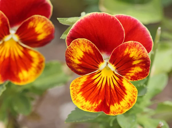 Red-yellow pansy flower close up — Stock Photo, Image