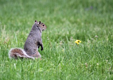Çim - doğru profil sincap