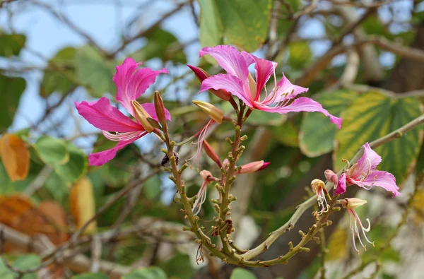 Tres flores del árbol de la orquídea —  Fotos de Stock