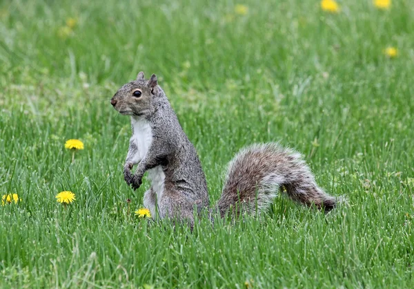 Squirrel in left profile — Stock Photo, Image