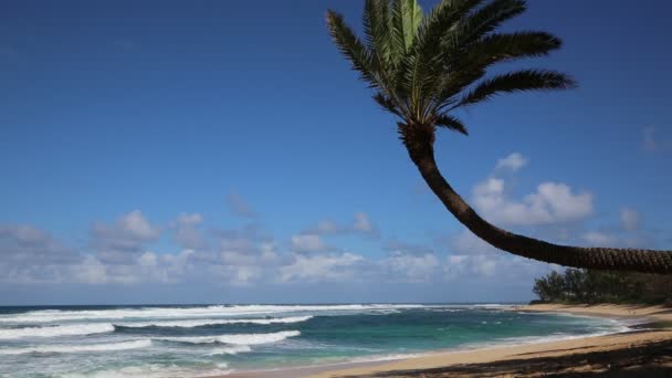 Palmier en pente sur la plage du coucher du soleil — Video