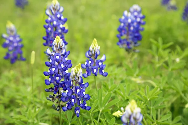 Blauwe lupine — Stockfoto