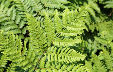 Eğreltiotu yaprağı - Minnesota 'daki orman