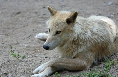 Wolf Center Ely, Minnesota 'da Sahne