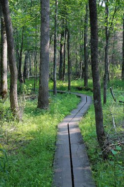 Islak ormanda dikey patika - Voyageurs Ulusal Parkı, Minnesota