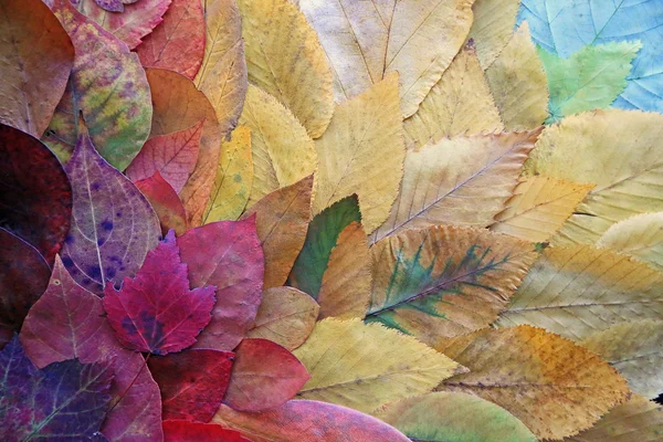 Sonbahar Yaprakları