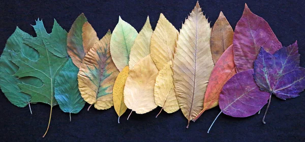 Wiersz o kolorowych liściach — Zdjęcie stockowe