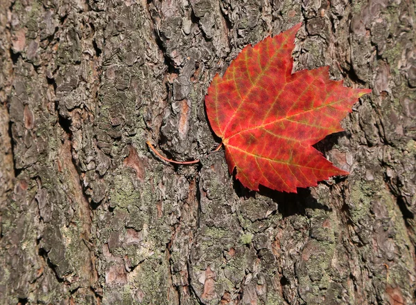 Feuille d'ahorn rouge sur fond d'écorce d'arbre — Photo