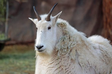 Dağ Keçisi - Bearizona Vahşi Yaşam Parkı, Arizona