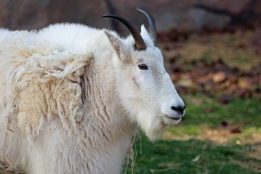 Profilde Dağ Keçisi - Arizona
