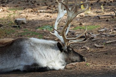 Ren geyiği profili - Bearizona Vahşi Yaşam Parkı, Williams, Arizona
