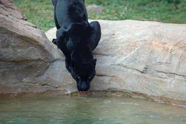 Siyah Jaguar içme suyu - Bearizona Vahşi Yaşam Parkı, Williams, Arizona