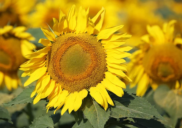 Girasol de cerca —  Fotos de Stock