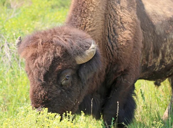 Çiçekler - Kuzey Dakota buffalo — Stok fotoğraf