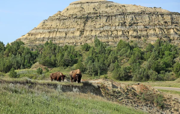 Buffalo - Kuzey Dakota çifti