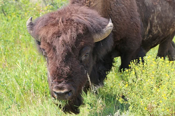 Buffalo head - North Dakota — Stock Photo, Image