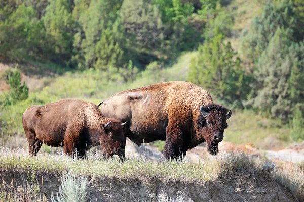 Två bison på klippan - North Dakota — Stockfoto