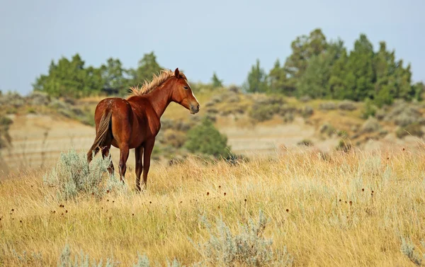 Cavallo selvatico - Dakota del Nord — Foto Stock