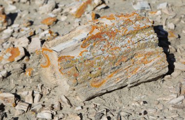 Taşlaşmış ahşap renkli mantar