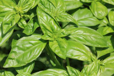 close up fesleğen yaprağı