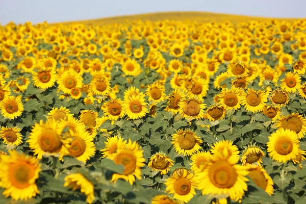 Girasoles - campo en Dakota del Norte —  Fotos de Stock