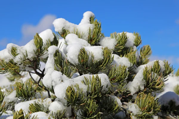 Pinetree tertutup salju — Stok Foto