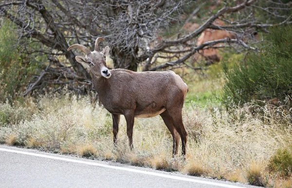 One bighorn sheep — Stock Photo, Image