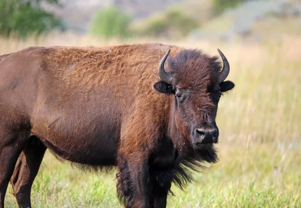 Búfalo fêmea - TRNP — Fotografia de Stock