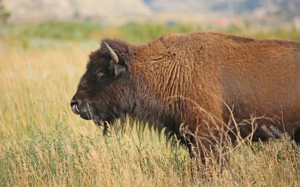 Buffalo - bisonte selvagem na grama — Fotografia de Stock