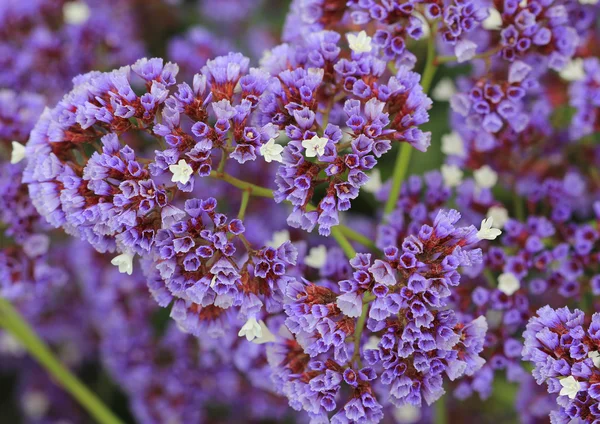 Estatice flor também conhecida como limonium — Fotografia de Stock