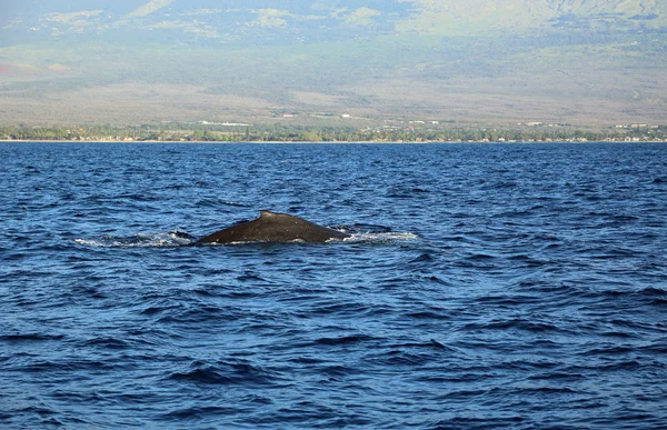 Balena megattera - Hawaii — Foto Stock