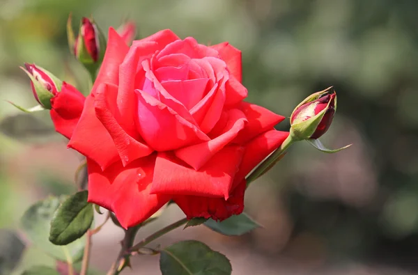 Rosa roja flor — Foto de Stock