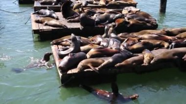 Deniz aslanı platformda atlamak