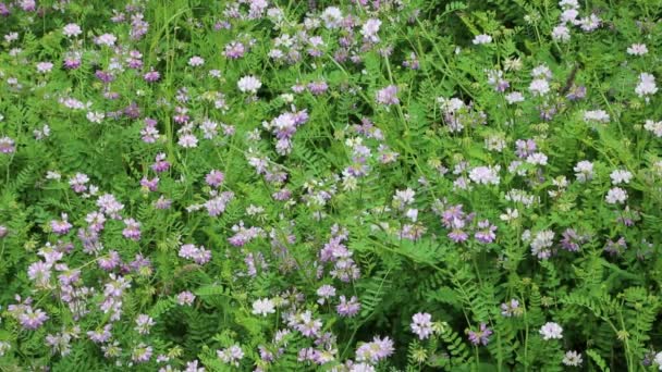 Flores ervilhaca coroa selvagem — Vídeo de Stock