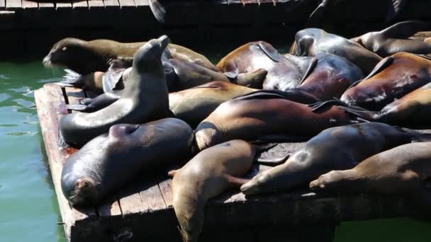 Sea lions - San Francisco — Stock video