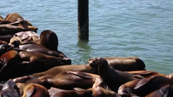 Vahşi deniz aslanları - San Francisco — Stok video
