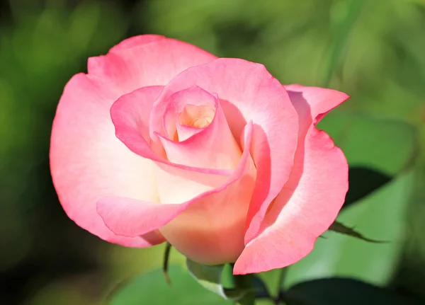 Rosa rosa de perto — Fotografia de Stock