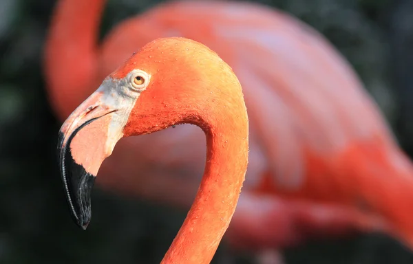 Flamingoksen pää profiilissa — kuvapankkivalokuva