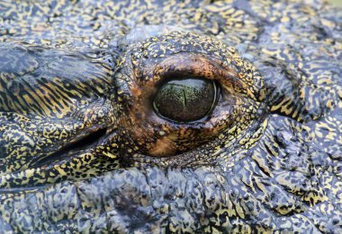 Timsah'ın göz - Florida