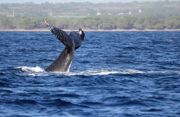 La coda di balena, Maui — Foto Stock