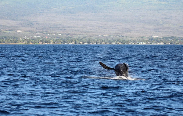 ジャンプのクジラ - マウイ島 — ストック写真
