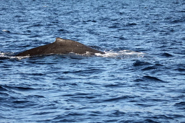 Balena megattera - Maui — Foto Stock