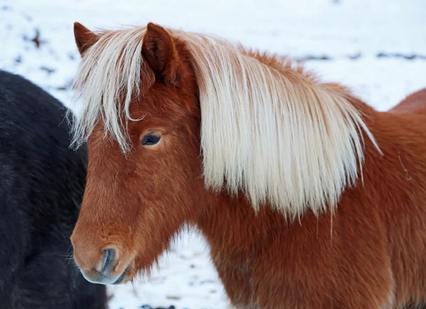 Czerwonawo brązowy islandzki konia z grzywą blond — Zdjęcie stockowe