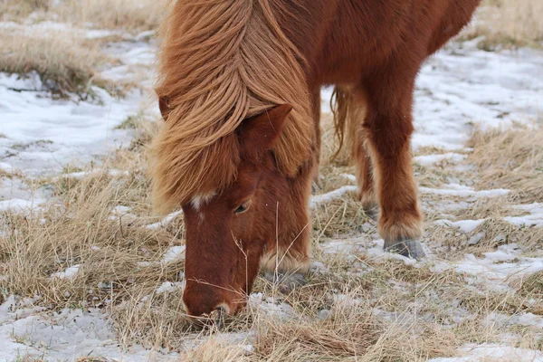Icelandic Horse grazing — Stock Photo, Image