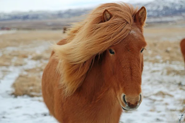 Brown Icelandic Horse — Stock Photo, Image