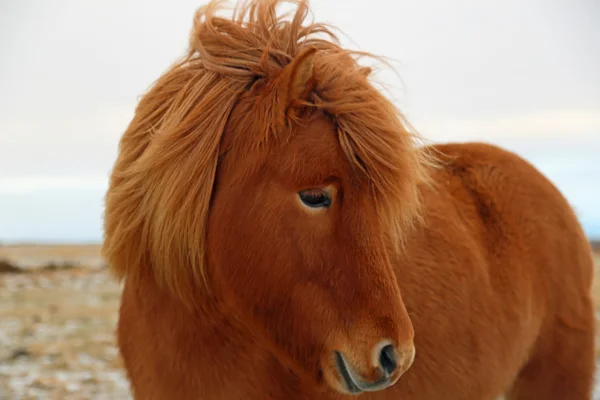 Portrait - Icelandic Horse — Stock Photo, Image