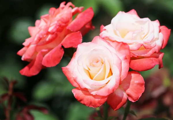 Flores de rosa blanco-rojo — Foto de Stock