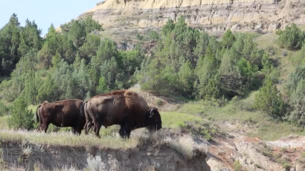 Ett par av bison - North Dakota — Stockvideo