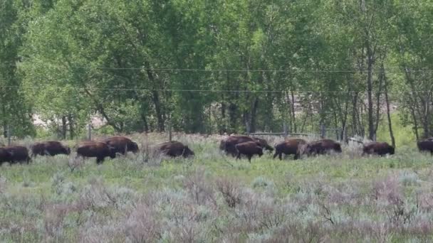 Besättningen migration - North Dakota — Stockvideo