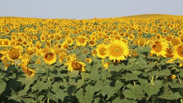 Zonnebloemen - Noord Dakota — Stockvideo